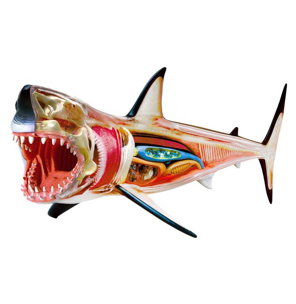 The model is 15.12 x 11.02 x 3.23 inches in size and features a whole body of a shark visible from the tip of the tail to its massive jaw. Its realistic design showcases all organs, muscles, and skeletal systems for an interactive learning experience. It is securely mounted on a stand for convenient display.