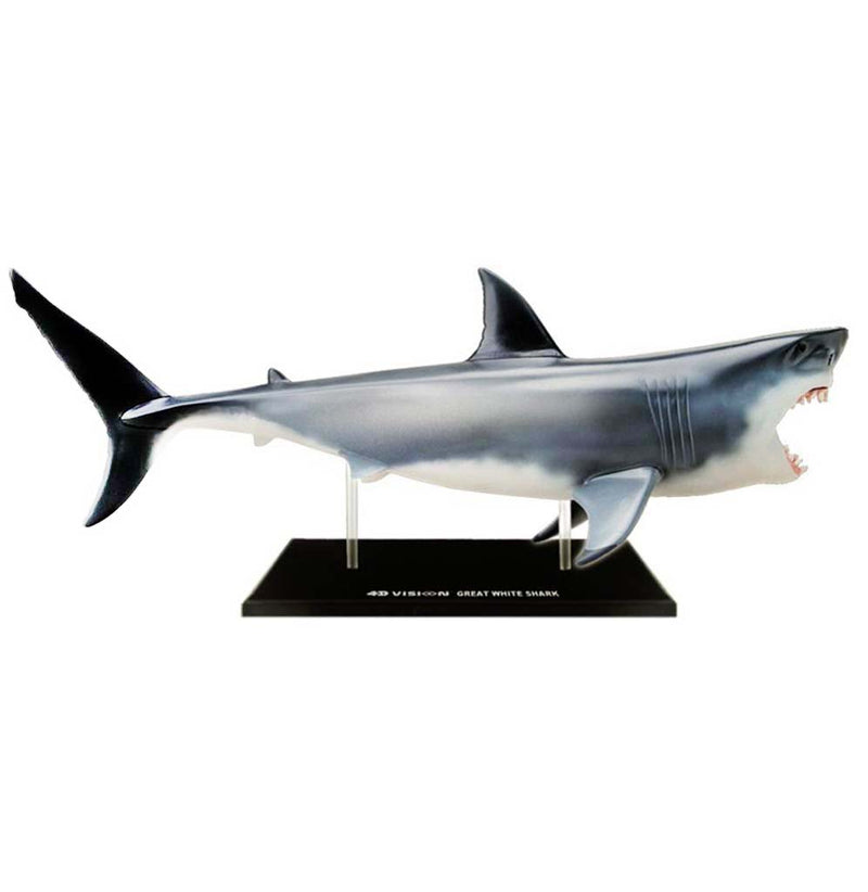 The model is 15.12 x 11.02 x 3.23 inches in dimension. It is a full body of a shark from the tip of the tail to the front massive jaw. The front of the shark is transparent, showing all of the organs, muscles, and skeletal systems. The backside is gray and represents the skin of the shark. The shark is mounted on a stand for easy display.