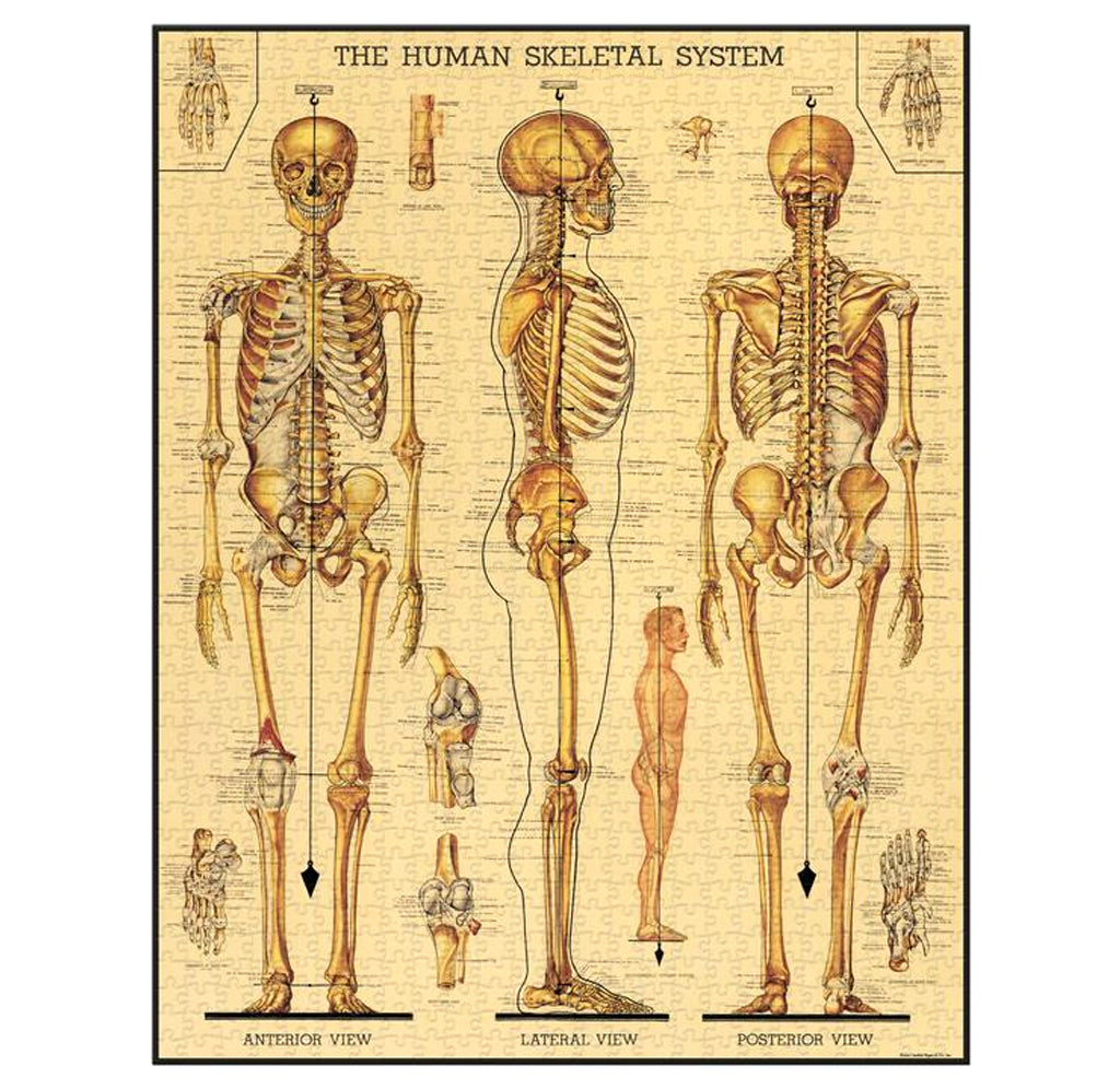   The skeletal system in front, side, and back views; the foot, knee, and hand are highlighted, and human anatomy with label descriptions stage identifying the parts. Vintage images and feel to the artwork.