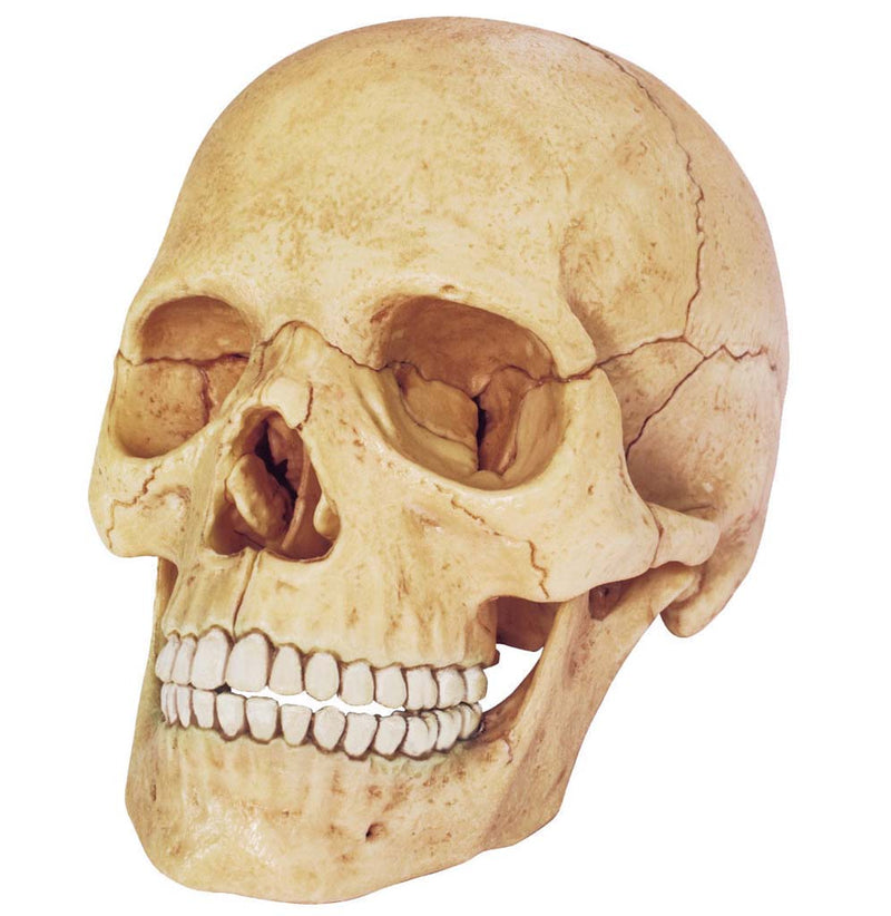An anatomically correct human skull with teeth.