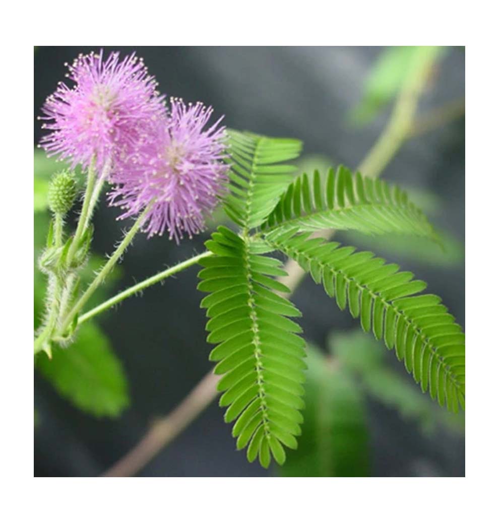 A  close-up photograph of the tickle me plant, Mimosa pudica, in full bloom. It has fern-like leaves with fluffy purple ball-shaped flowers.