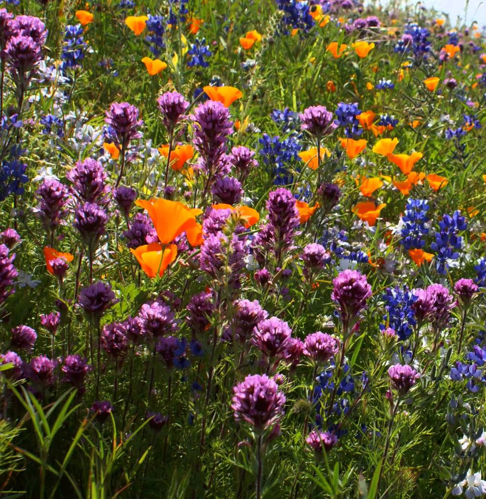 A field of wildflowers in purple, blue and orange, including California Poppies.
