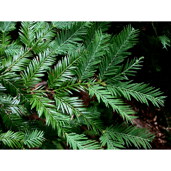  The redwood tree leaves. They are small, but there are many on a branch.