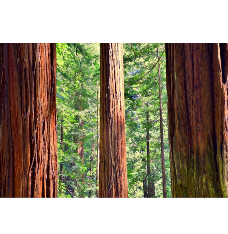 The deep red bark of the redwood trees features in the foreground of the redwood forest.